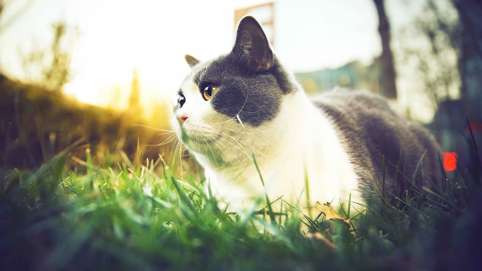 全国越野滑雪巡回赛，雪地中的速度与激情，全国越野滑雪邀请赛