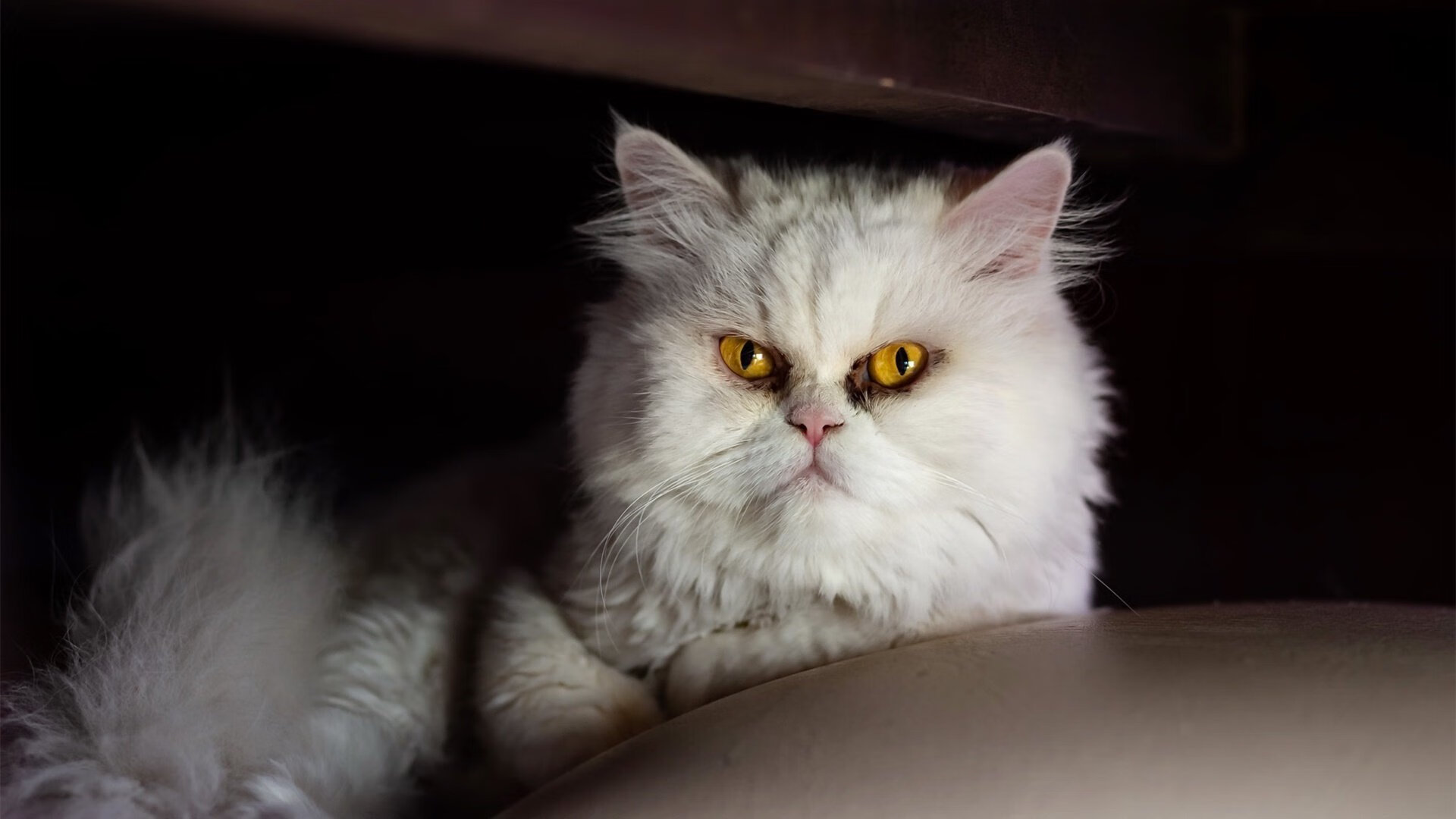 九游游戏中心官网-墨西哥队长获评“冬奥足球之星”，墨西哥男足奥运会名单